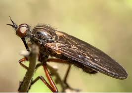 Attēlu rezultāti vaicājumam “Empis sp.”