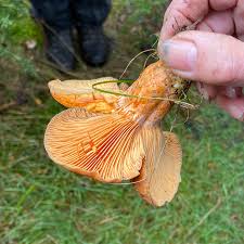 Attēlu rezultāti vaicājumam “Russulales”