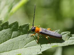 Attēlu rezultāti vaicājumam “Oberea oculata”