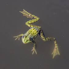 Attēlu rezultāti vaicājumam “Pelophylax juvenile”