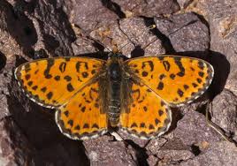 Attēlu rezultāti vaicājumam “Melitaea didyma”