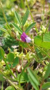 Attēlu rezultāti vaicājumam “Vicia lathyroides”