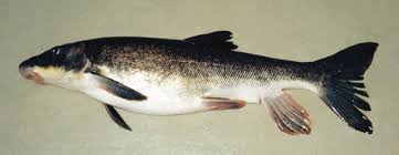 Image result for Catostomus commersonii