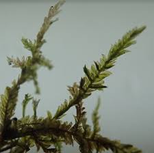 Attēlu rezultāti vaicājumam “Neckera complanata”