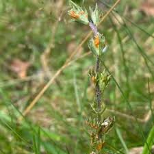 Attēlu rezultāti vaicājumam “Coleosporium sp.”