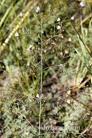 Attēlu rezultāti vaicājumam “Alisma lanceolatum leaf”