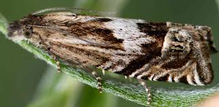 Attēlu rezultāti vaicājumam “Eucosma aspidiscana”