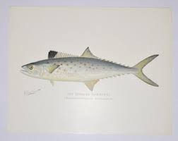 Image result for Scomberomorus maculatus