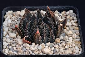 Image result for Haworthia mix