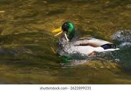 Attēlu rezultāti vaicājumam “Anas platyrhynchos male”