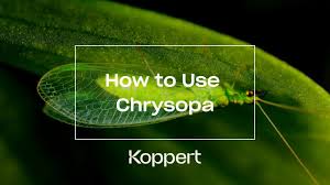 Attēlu rezultāti vaicājumam “Chrysopa eggs”