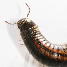 Attēlu rezultāti vaicājumam “Myriapoda”