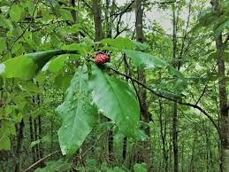 Attēlu rezultāti vaicājumam “Magnolia acuminata leaf”