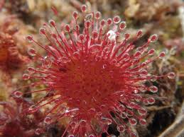 Attēlu rezultāti vaicājumam “Drosera rotundifolia”