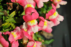 Image result for Antirrhinum majus