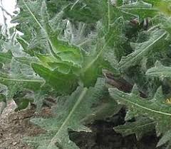 Image result for Cnicus benedictus