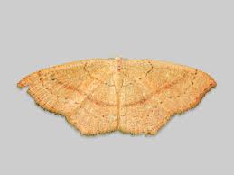 Attēlu rezultāti vaicājumam “Cyclophora pendularia”