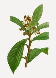Attēlu rezultāti vaicājumam “Frangula alnus flower”