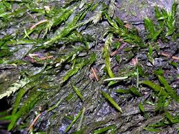 Attēlu rezultāti vaicājumam “Fontinalis antipyretica”