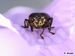 Attēlu rezultāti vaicājumam “Mononychus punctumalbum”