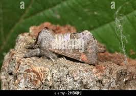 Attēlu rezultāti vaicājumam “Clostera pigra”