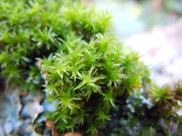 Attēlu rezultāti vaicājumam “Orthotrichum affine var. affine”