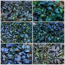 Attēlu rezultāti vaicājumam “Ricciocarpos natans”