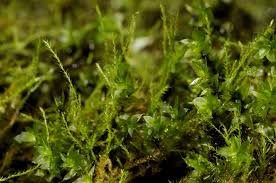 Attēlu rezultāti vaicājumam “Platydictya jungermannioides”