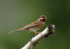 Image result for Emberiza leucocephalos