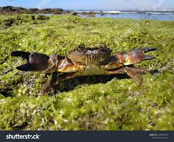 Image result for Eriphia verrucosa