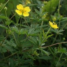 Attēlu rezultāti vaicājumam “Potentilla erecta bud”