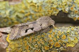 Attēlu rezultāti vaicājumam “Orthosia gothica”