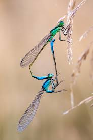 Attēlu rezultāti vaicājumam “Ischnura elegans”