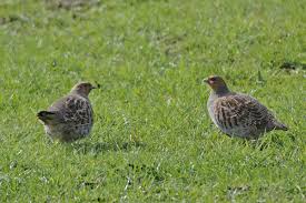 Attēlu rezultāti vaicājumam “Perdix perdix adult”