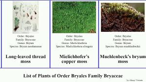 Attēlu rezultāti vaicājumam “Bryum neodamense”