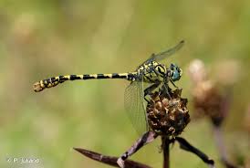 Attēlu rezultāti vaicājumam “Onychogomphus forcipatus”