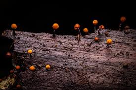 Attēlu rezultāti vaicājumam “Physarum penetrale macro”