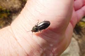 Attēlu rezultāti vaicājumam “Selatosomus aeneus”