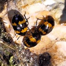 Attēlu rezultāti vaicājumam “Diaperis boleti”