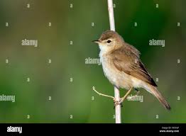 Attēlu rezultāti vaicājumam “Hippolais caligata adult”