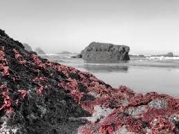 Attēlu rezultāti vaicājumam “Rhodophyta”