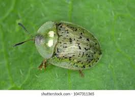 Attēlu rezultāti vaicājumam “Cassida”