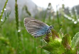 Attēlu rezultāti vaicājumam “Cupido minimus underside”
