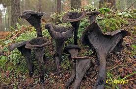 Attēlu rezultāti vaicājumam “Cratarellus cornucopioides”