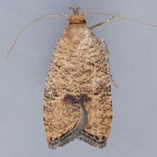 Attēlu rezultāti vaicājumam “Oecophoridae”