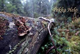 Attēlu rezultāti vaicājumam “Postia leucomallella”