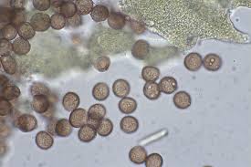 Attēlu rezultāti vaicājumam “Physarum luteolum”