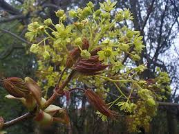 Attēlu rezultāti vaicājumam “Acer pseudoplatanus fo. purpurascens flower”