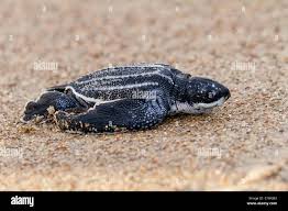 Image result for Dermochelys coriacea