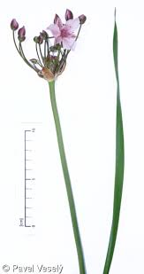 Attēlu rezultāti vaicājumam “Butomus umbellatus fruit”